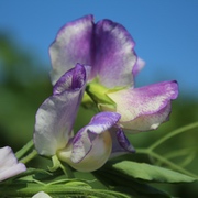 Duftwicken Duftwicken